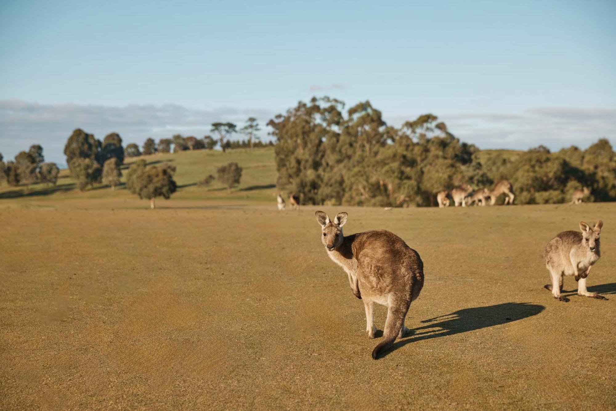 Yarra Valley Lodge Wonga Park Экстерьер фото